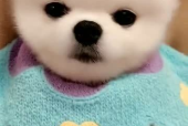 牛奶很乖,揭秘牛奶的温柔一面