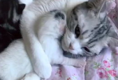 相扑猫的微密免费看,微密世界中的趣味对决